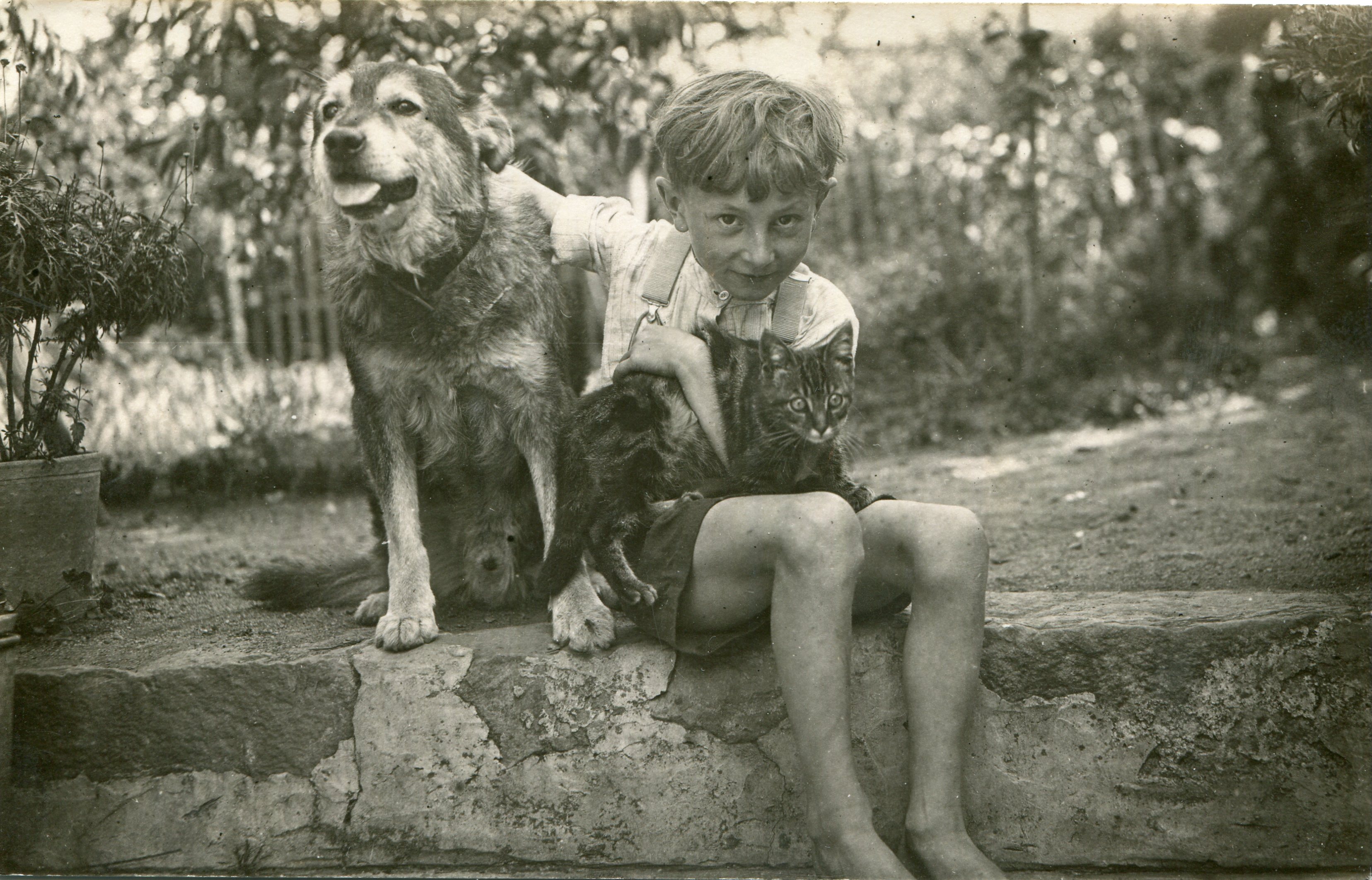jongen hond kat tuin